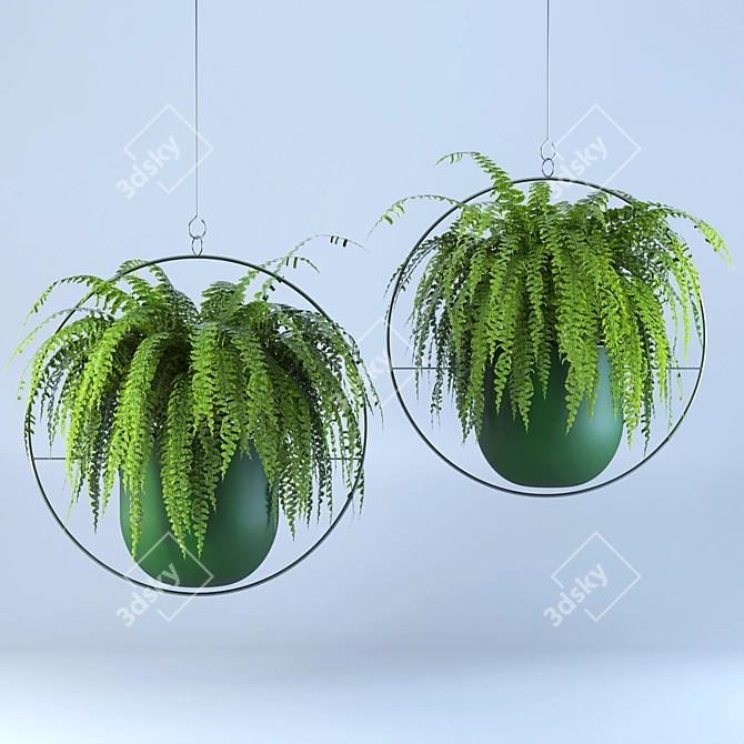 Lush Green Hanging Fern Duo 3D model image 1