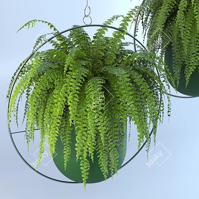 Lush Green Hanging Fern Duo 3D model image 2