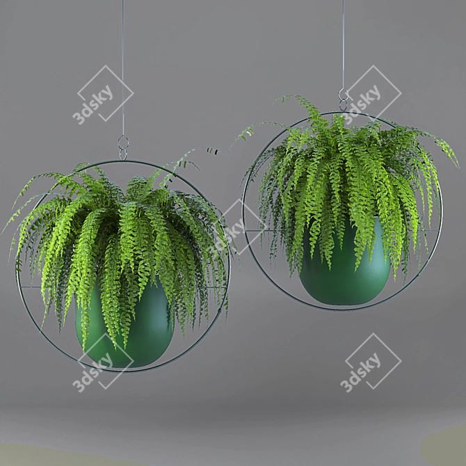 Lush Green Hanging Fern Duo 3D model image 4