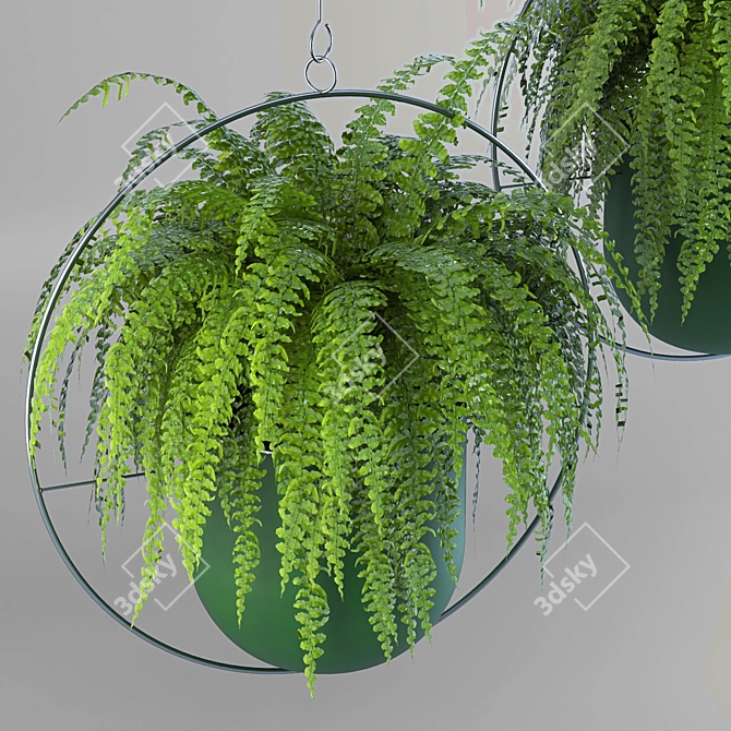 Lush Green Hanging Fern Duo 3D model image 5