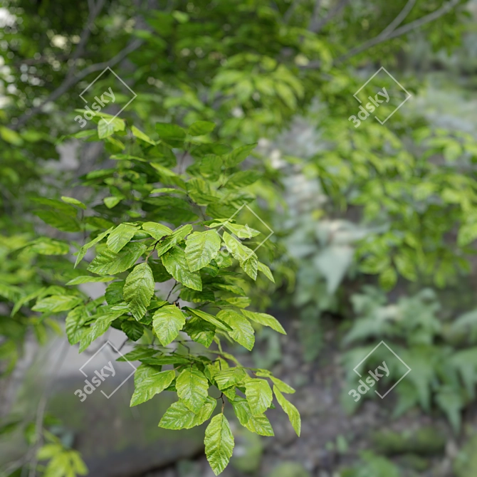 Vibrant Red Alder Tree: Alnus rubra 3D model image 2