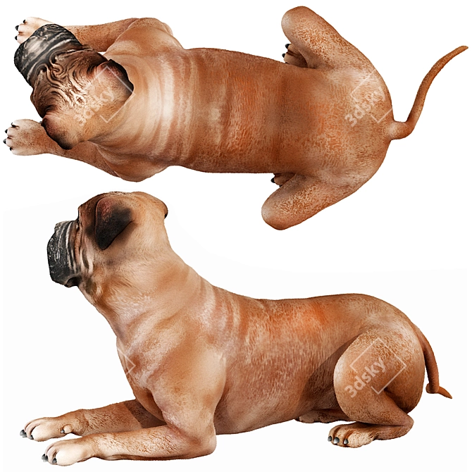  Lifelike Bullmastiff Dog Model 3D model image 3