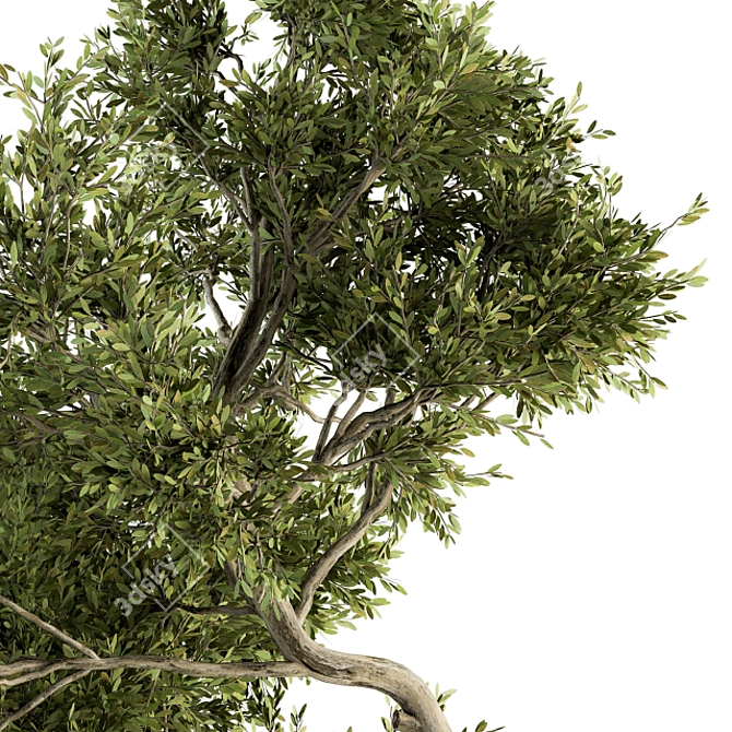 Maple Green Tree Kit 3D model image 2