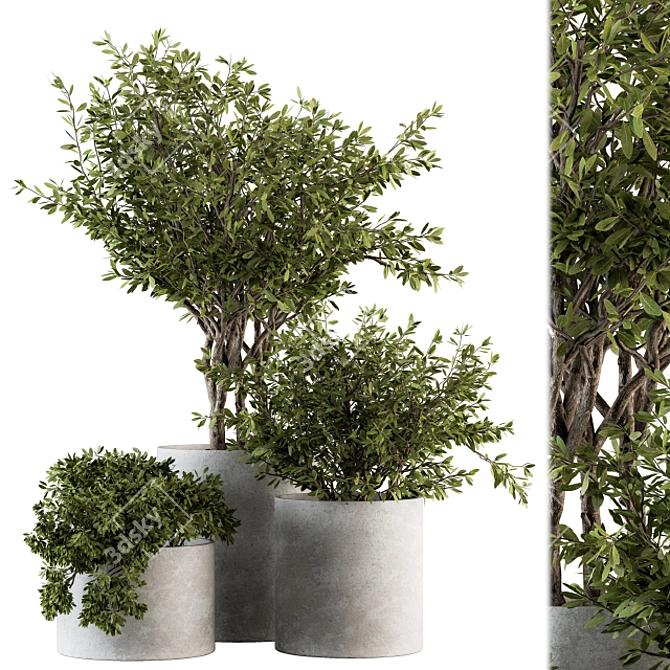 Outdoor Greenery in Concrete Pot - Set 141 3D model image 1