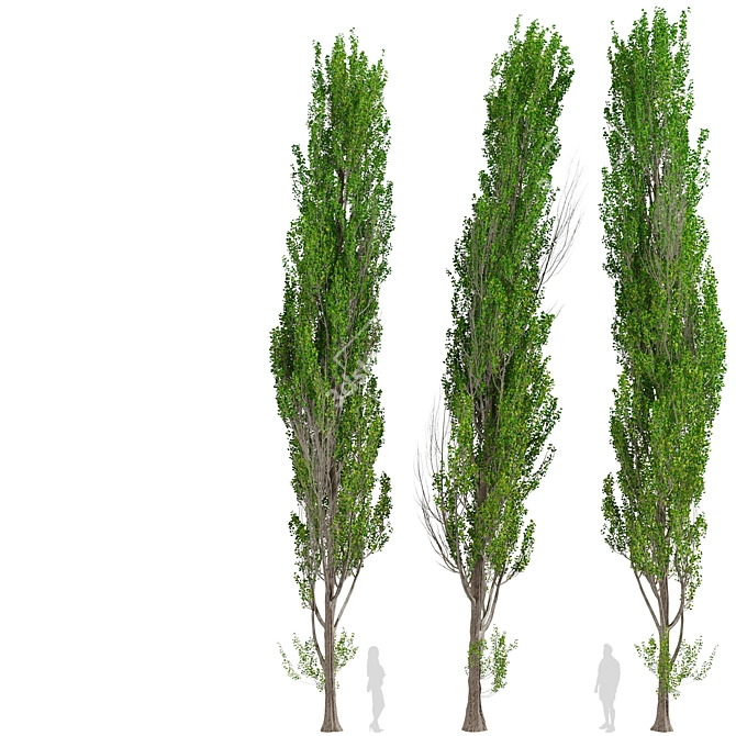 Fast-Growing Lombardy Poplar Trees 3D model image 1