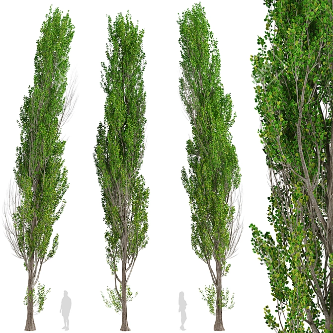 Fast-Growing Lombardy Poplar Trees 3D model image 2