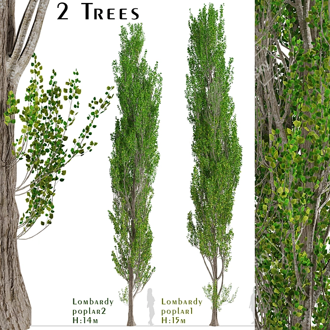 Fast-Growing Lombardy Poplar Trees 3D model image 3