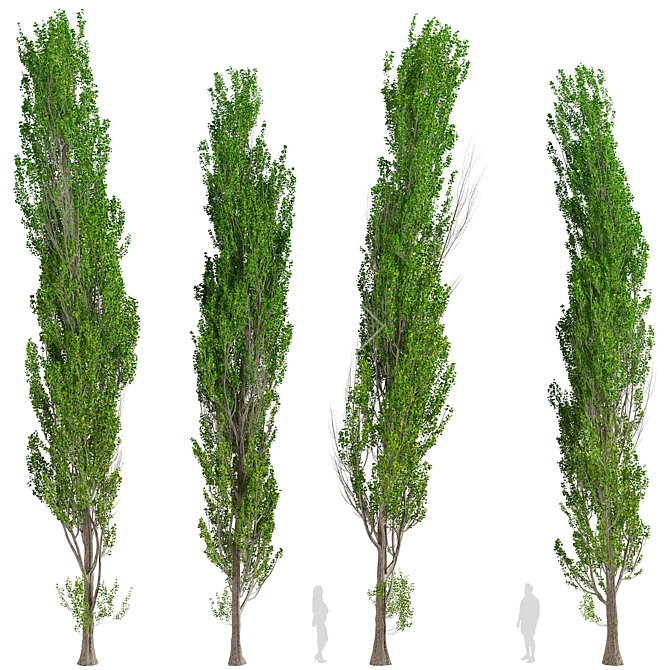 Fast-Growing Lombardy Poplar Trees 3D model image 5
