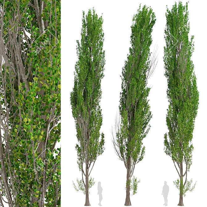 Fast-Growing Lombardy Poplar Trees 3D model image 6