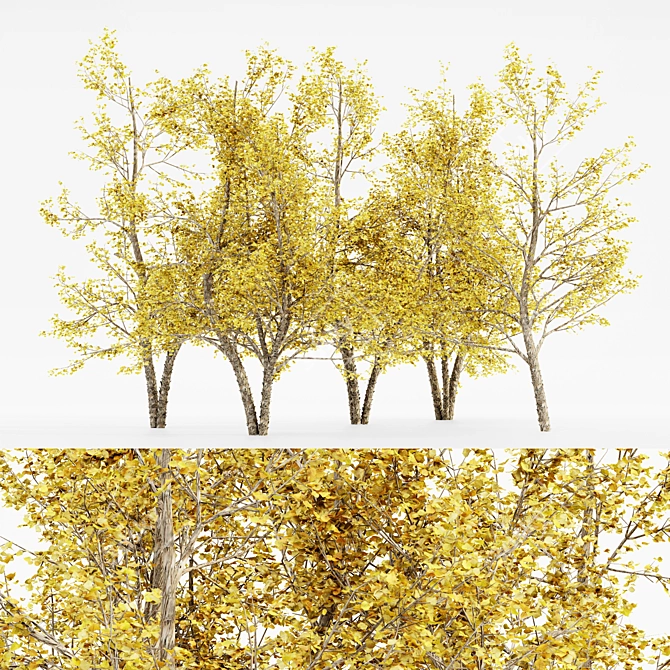 Bountiful River Birch Trees 3D model image 1