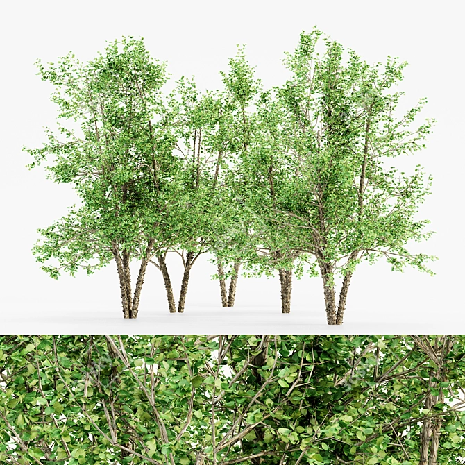 5 Tall River Birch Trees 3D model image 1