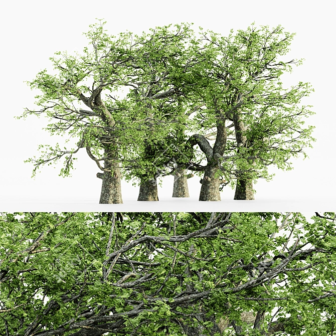  Majestic White Oak Tree - 7 Varieties 3D model image 1