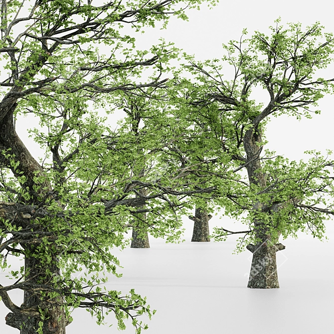  Majestic White Oak Tree - 7 Varieties 3D model image 3