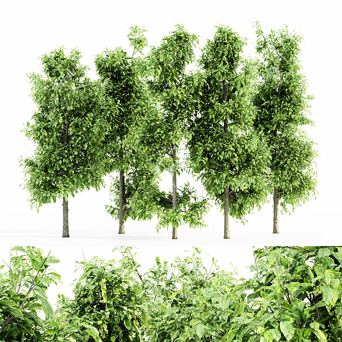 Sourwood 5-TREE Forest Jungle 3D model image 1