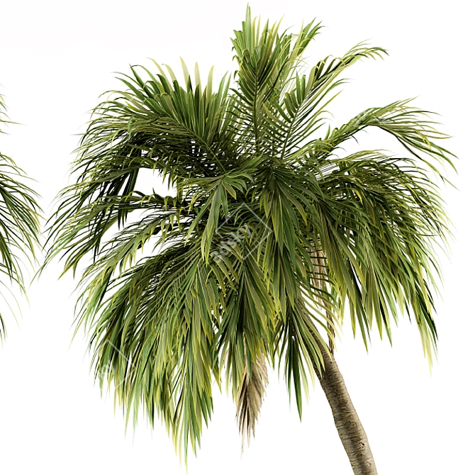 Tropical Bliss - Palm Tree Set 3D model image 2
