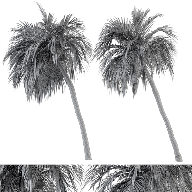 Tropical Bliss - Palm Tree Set 3D model image 4