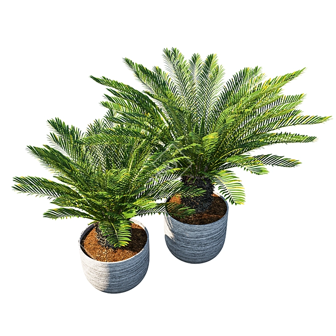 Exquisite Cycas Palm Pot 3D model image 2