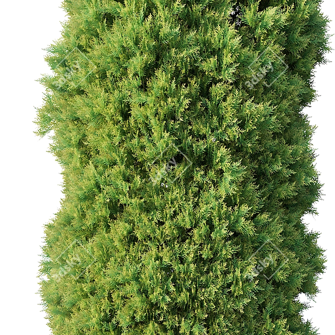 Golden Oriental Arborvitae - 2-6m 3D model image 2