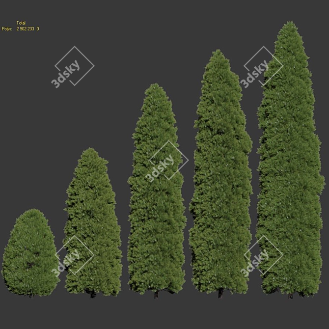 Golden Oriental Arborvitae - 2-6m 3D model image 3