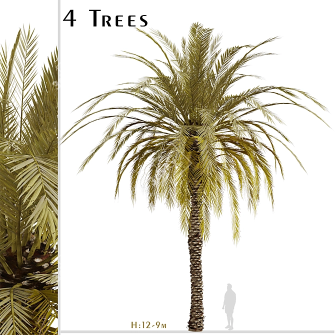 Exquisite Set of Date Palm Trees 3D model image 1