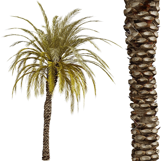 Exquisite Set of Date Palm Trees 3D model image 2