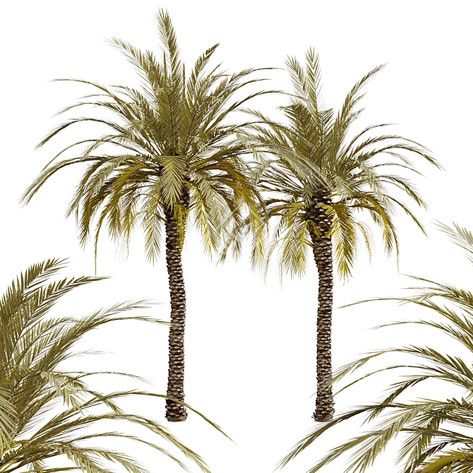 Exquisite Set of Date Palm Trees 3D model image 3