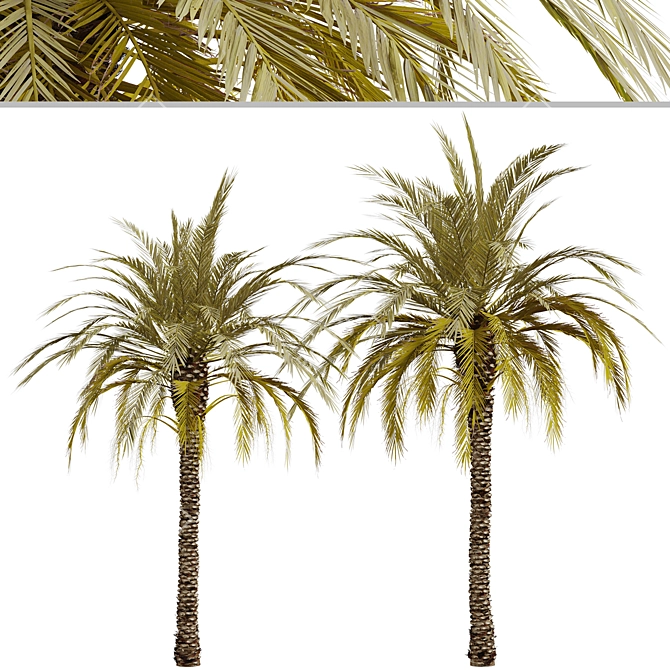 Exquisite Set of Date Palm Trees 3D model image 4