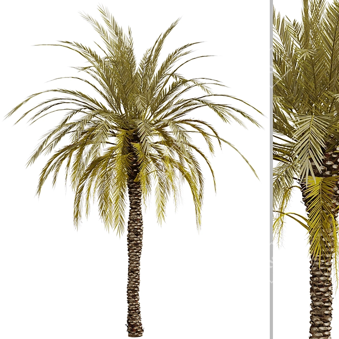 Exquisite Set of Date Palm Trees 3D model image 5