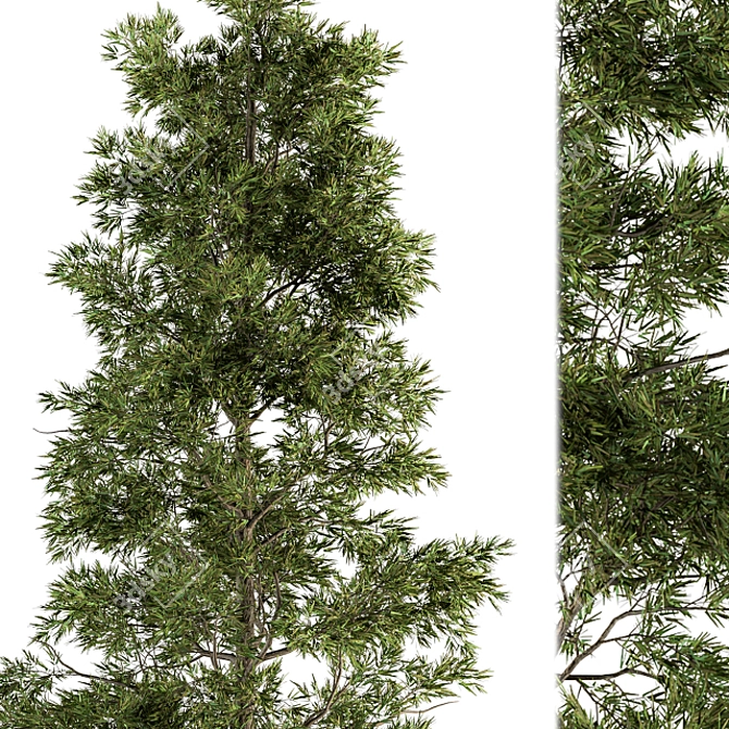 Evergreen Elegance - Pine Tree Set 3D model image 3