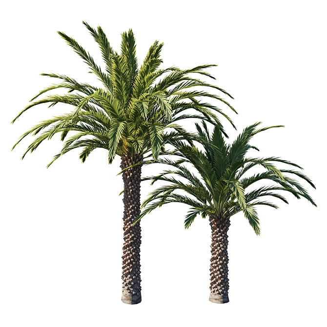 Phoenix Palm Tree 3D Model 3D model image 1