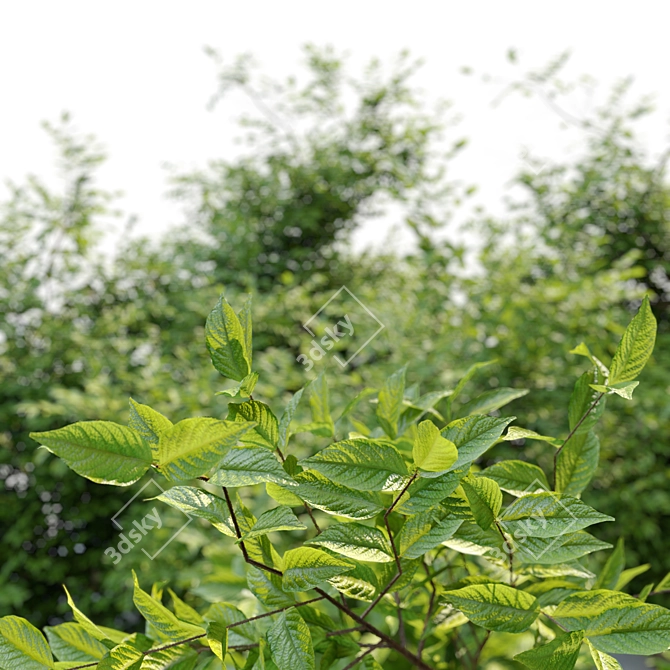 Carolina Allspice - Fragrant Shrub Set 3D model image 2