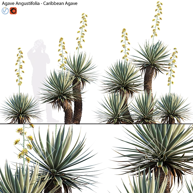 Caribbean Agave 3D Model Bundle 3D model image 1