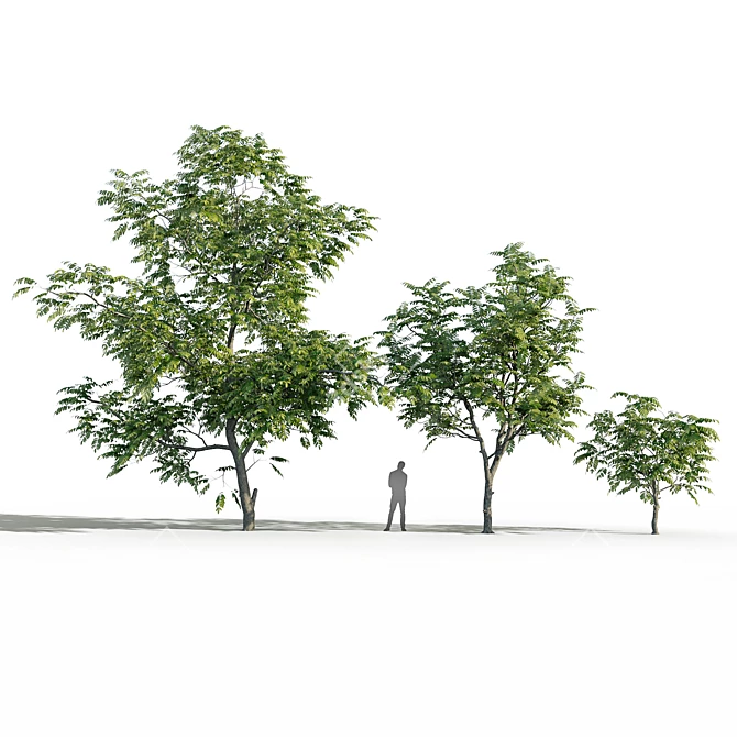 Manchurian Walnut Tree Bundle - 3 Varieties 3D model image 2