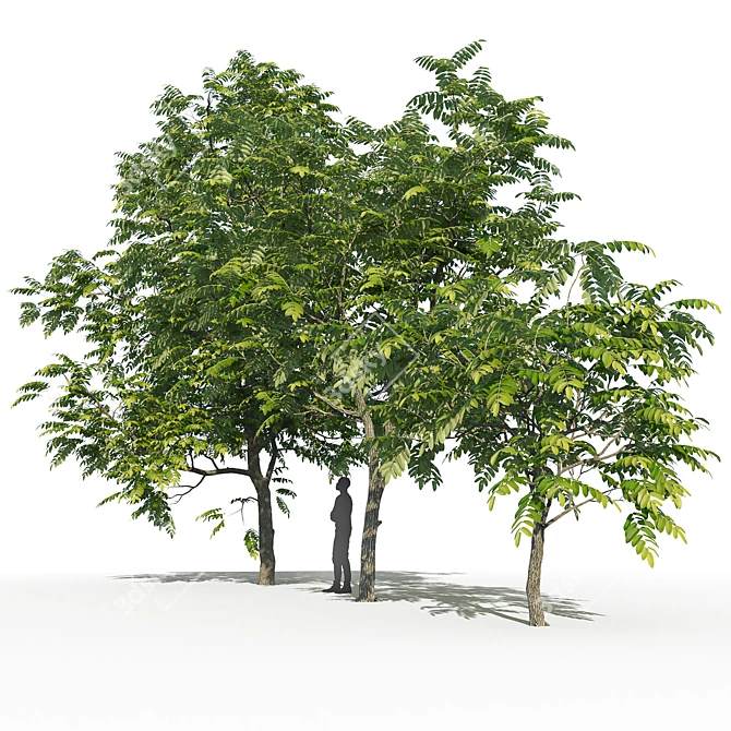 Manchurian Walnut Tree Bundle - 3 Varieties 3D model image 3
