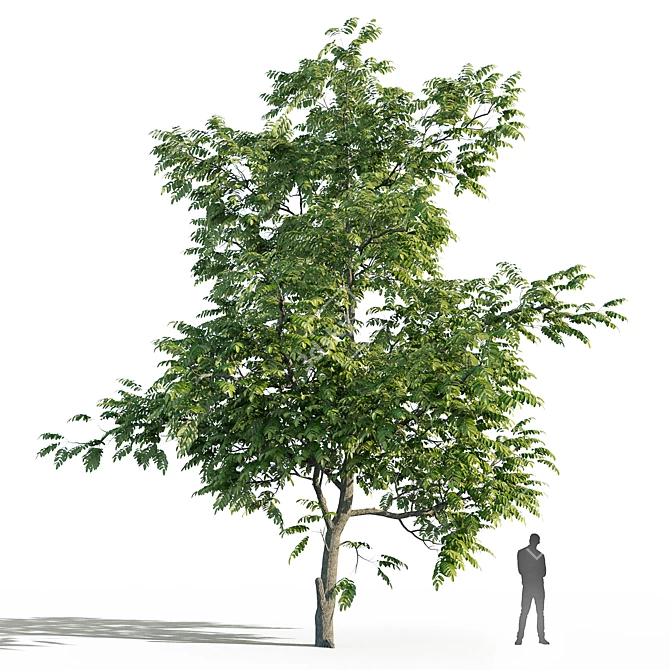 Manchurian Walnut Tree Bundle - 3 Varieties 3D model image 4