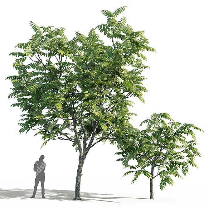 Manchurian Walnut Tree Bundle - 3 Varieties 3D model image 5