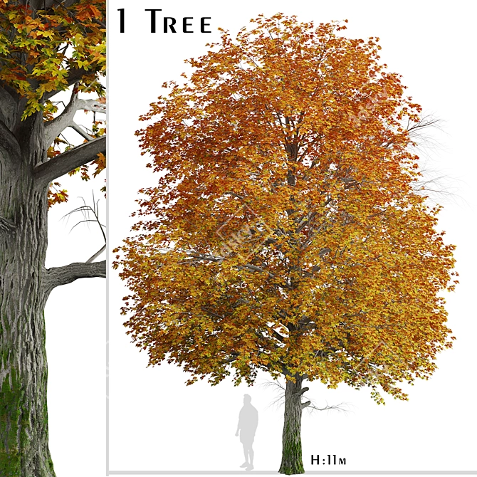 Gorgeous Norway Maple Tree: Vibrant Colors, Ideal for Landscaping 3D model image 1