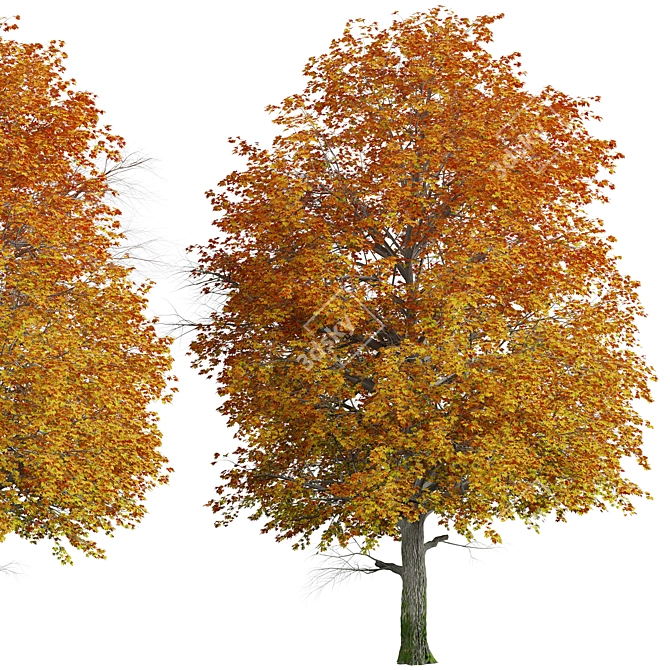 Gorgeous Norway Maple Tree: Vibrant Colors, Ideal for Landscaping 3D model image 3