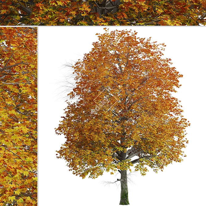 Gorgeous Norway Maple Tree: Vibrant Colors, Ideal for Landscaping 3D model image 4