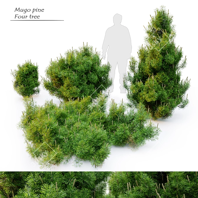 Compact Mugo Pine Trees 3D model image 1