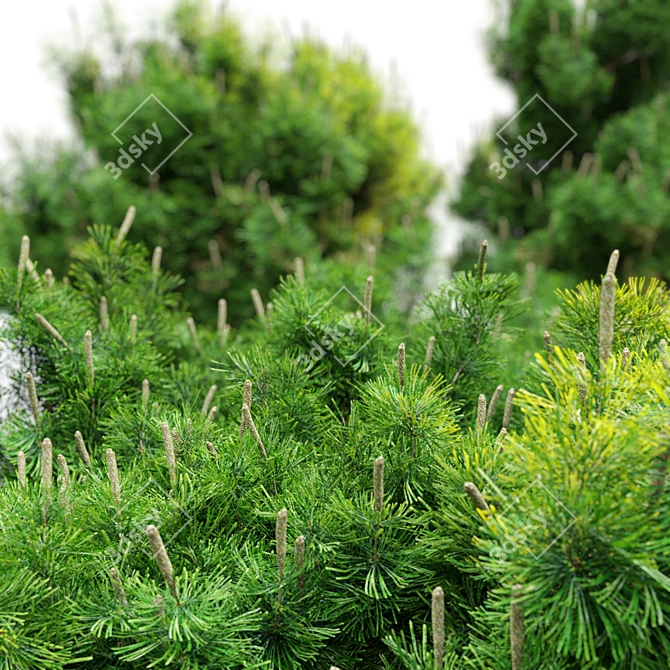 Compact Mugo Pine Trees 3D model image 2