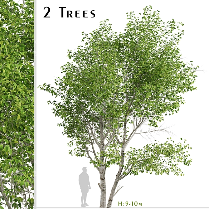 Duo Paper Birch Trees: Lifelike and Striking 3D model image 1