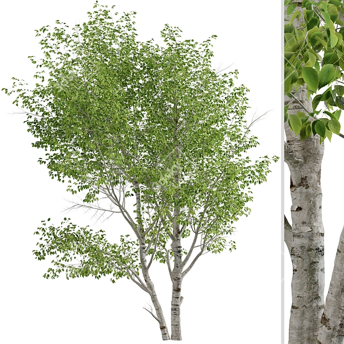 Duo Paper Birch Trees: Lifelike and Striking 3D model image 2