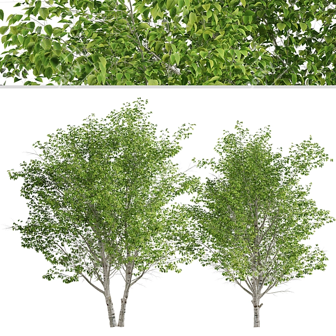 Duo Paper Birch Trees: Lifelike and Striking 3D model image 5