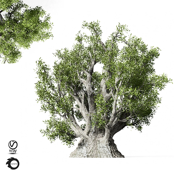 Evergreen Olive Tree Sculpture 3D model image 1