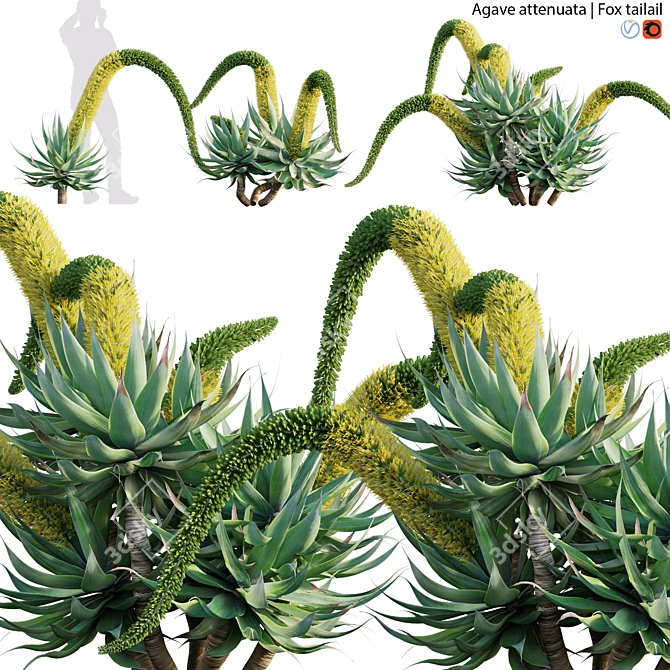 Agave attenuata - Fox tailail - 02 3D model image 1