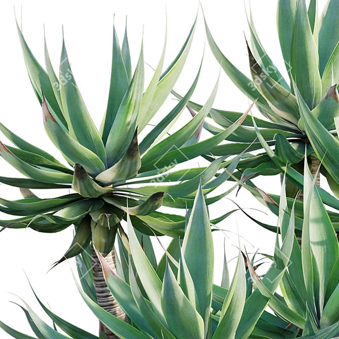 Agave attenuata - Fox tailail - 02 3D model image 3