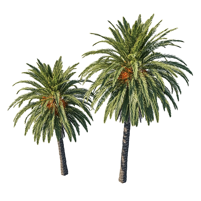 Exquisite Phoenix Palm Tree 3D model image 2