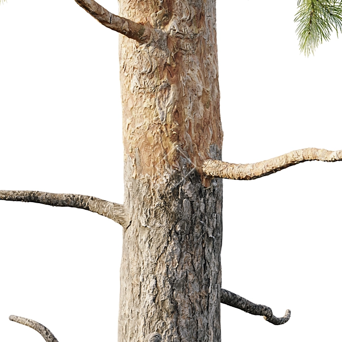 18m Pinus sylvestris Tree 3D model image 7