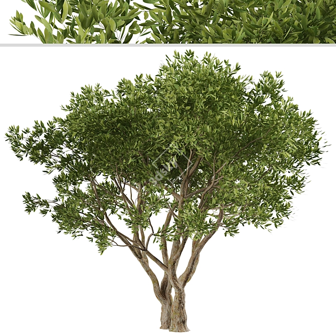 Evergreen Olives: Set of 2 Trees 3D model image 2